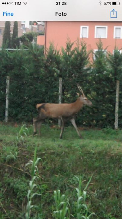 Aiuto per identificazione - Fusone di cervo